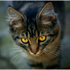Котешки портрет