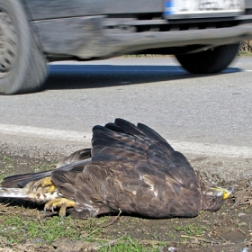 Поредната жертва по пътищата