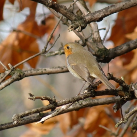 Erithacus rubecula