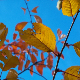 wounded leaf