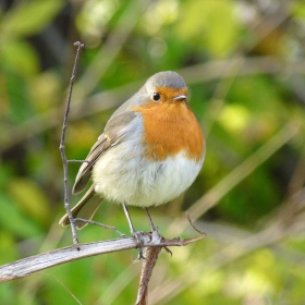 Erithacus rubecula