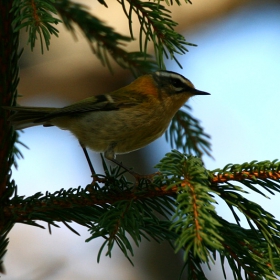 Червеноглаво кралче (Regulus ignicapillus)