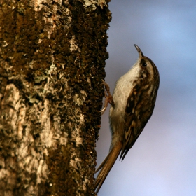  Градинска дърволазка (Certhia brachydactyla)