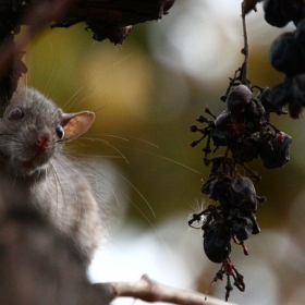 Сив плъх (Rattus norvegicus)