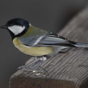 Parus major