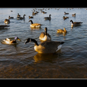 Sci-Fi Geese: First Contact