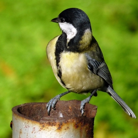 Parus major - Голям синигер