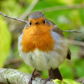 Erithacus rubecula - Червеношийка