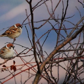 Домашното врабче (Passer domesticus)