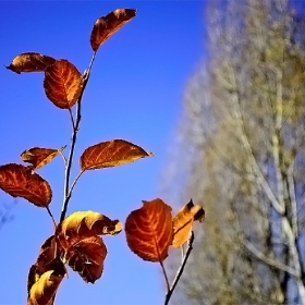 Branch with leaves