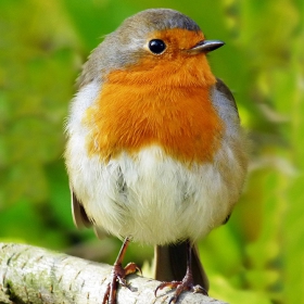 Erithacus rubecula - Червеношийка