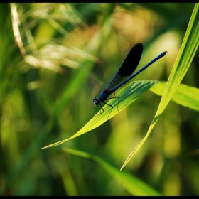 Black Dragonfly