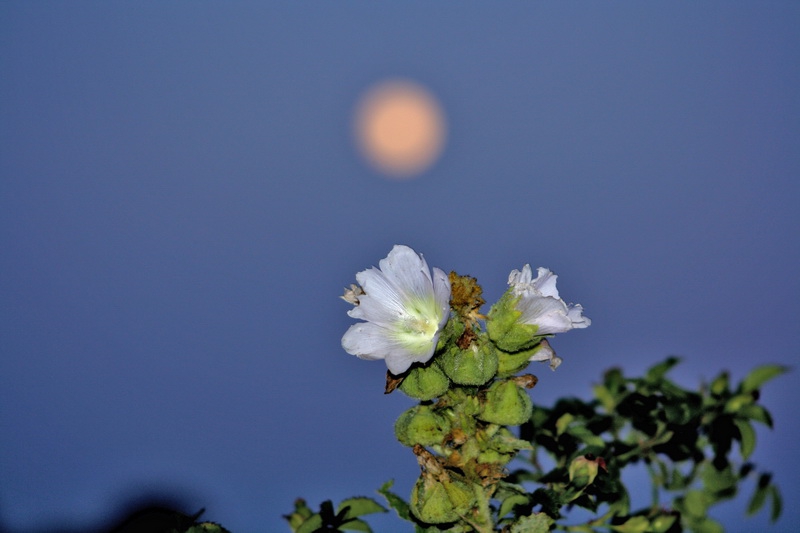 Moon flower