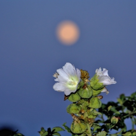 Moon flower