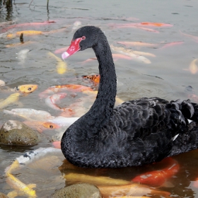 Черен Лебед (Cygnus atratus)