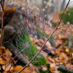 cobweb