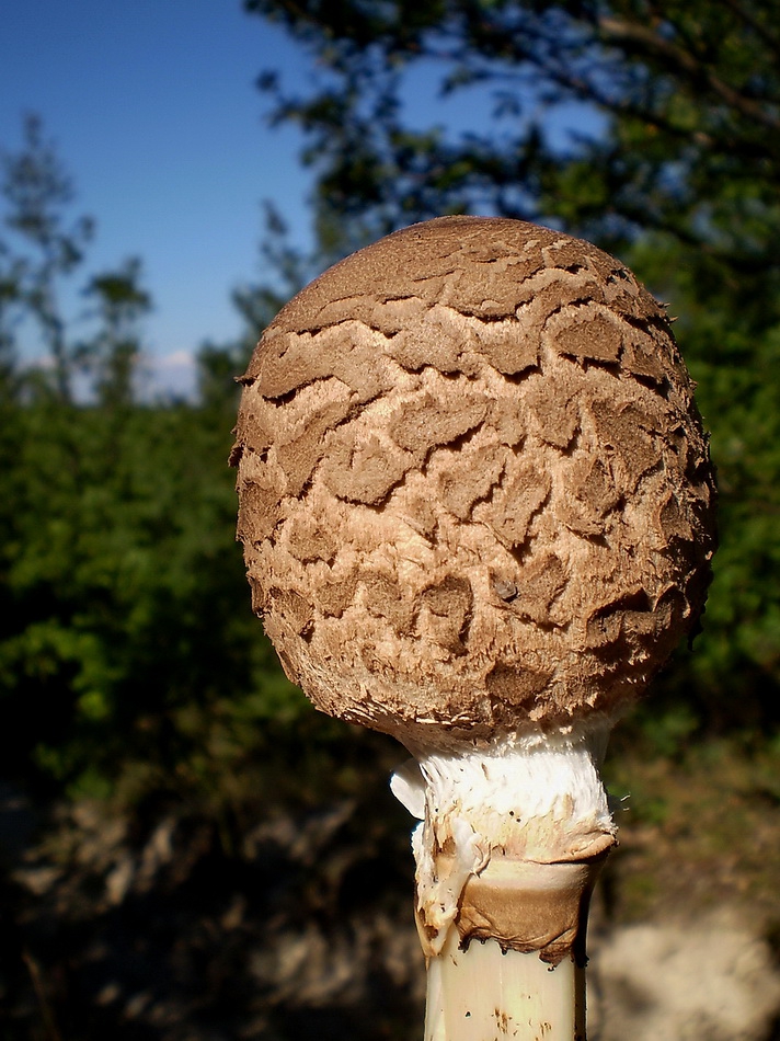 Сърнелка