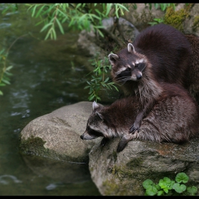 .. Family Picnic  ..