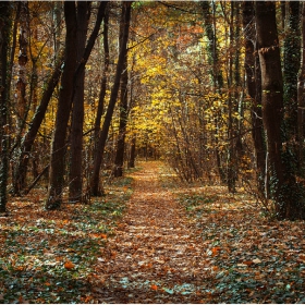 липсват само елфи