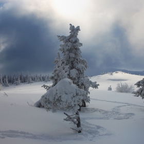 снежни криволици