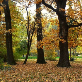 есенно в парка