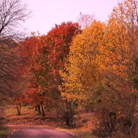 В гората