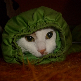 Моцарела