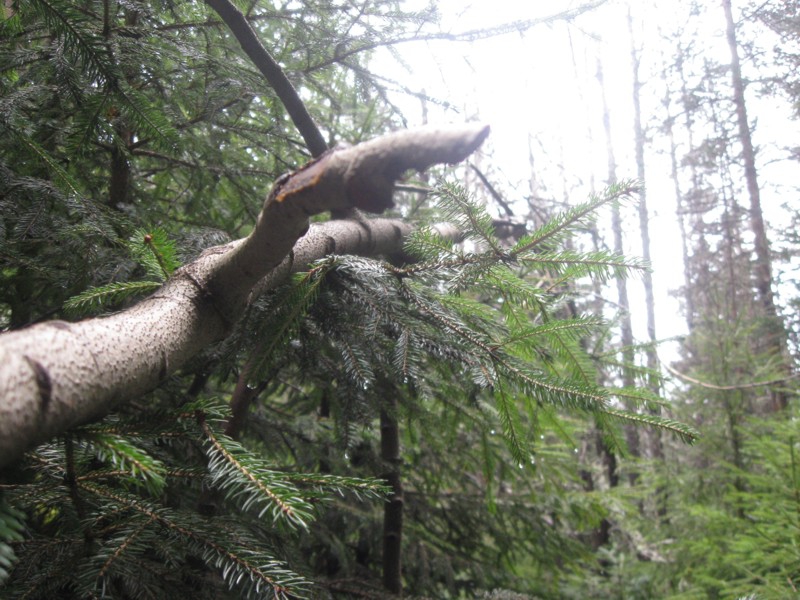 In the Forest