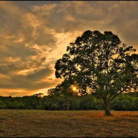 The Saint tree of BeglikTash - II .....