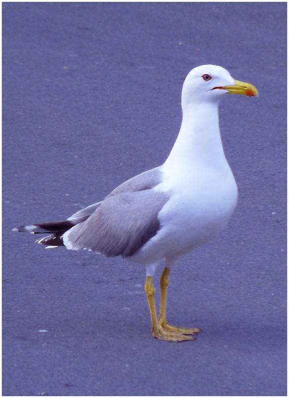 Профил