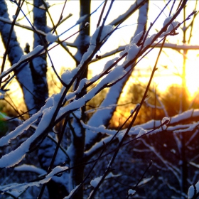 snow trees