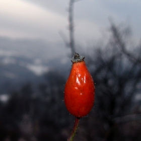 остатъци от есента