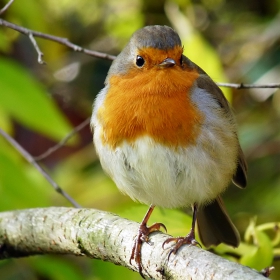 Erithacus rubecula - Червеношийка