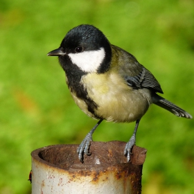 Parus major - Голям синигер