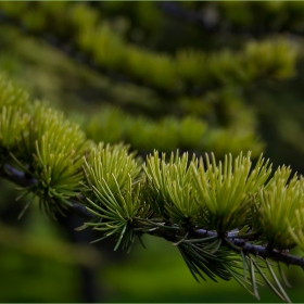 green,green,green