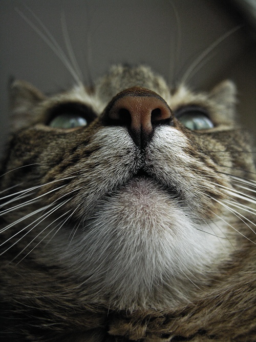 Kitty