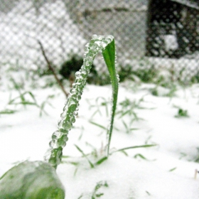 Snowy...