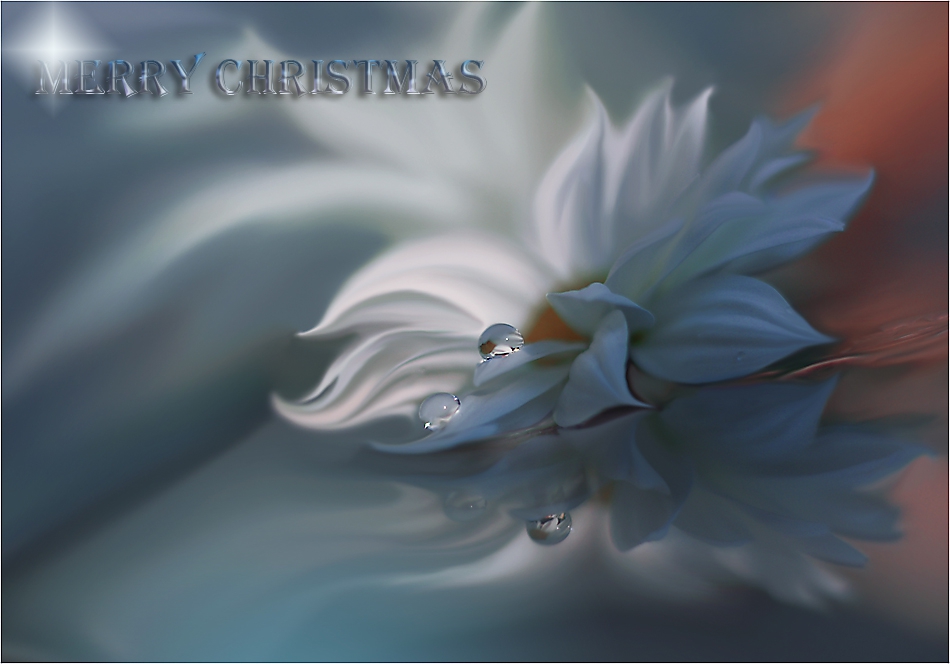 :::Merry Christmas:::