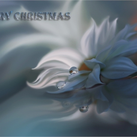 :::Merry Christmas:::