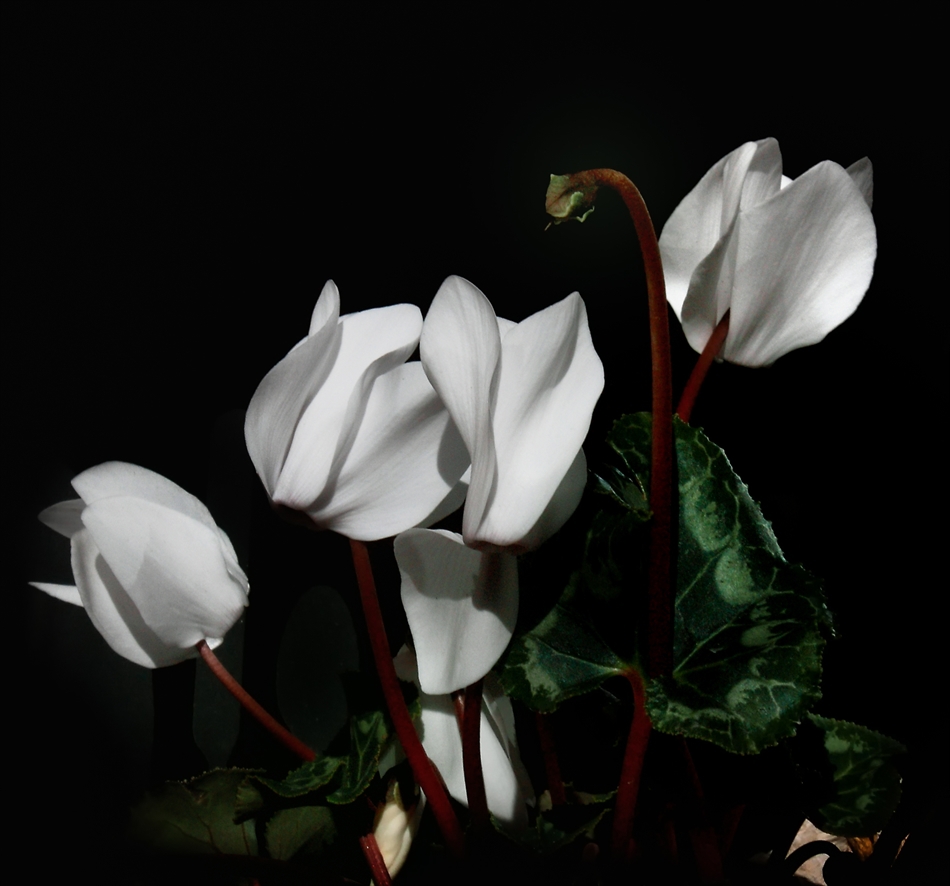  Бели - Blancos