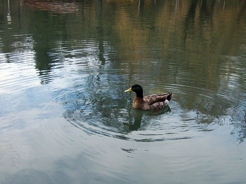 Ducky