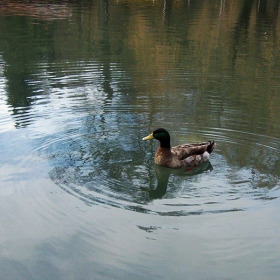 Ducky