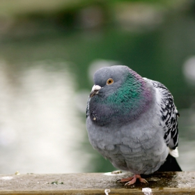 Winter pigeon...