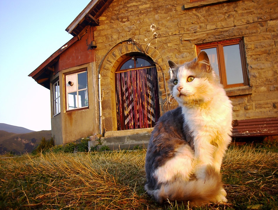 Гордият хижарски кот