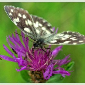 Melanargia galathea /Шахматна пеперуда/