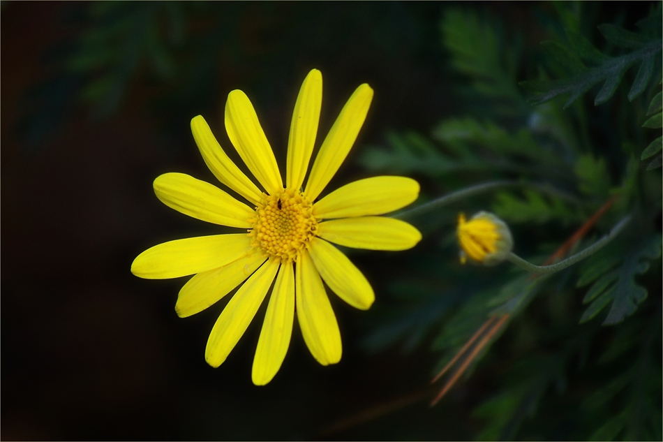 Жълта върху зелено  -  Amarillo sobre verde