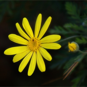 Жълта върху зелено  -  Amarillo sobre verde