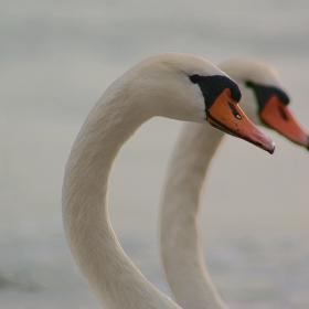 When two becomes one...