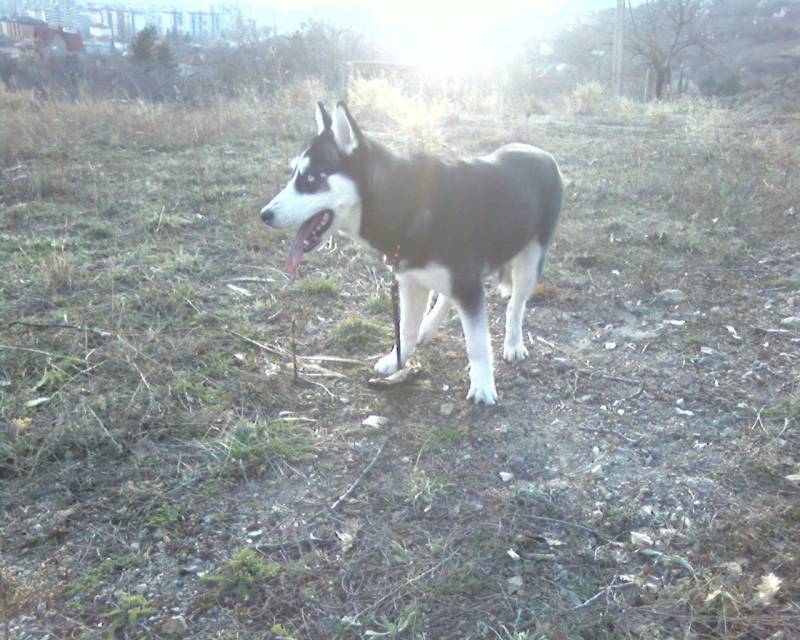 ku4e.haski