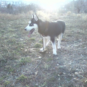 ku4e.haski